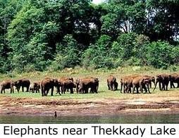 Elephant Herd on the Thekkady Periyar lake shores come to have a drink of water